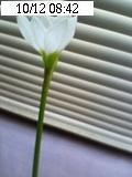 咲いた