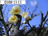 んめ